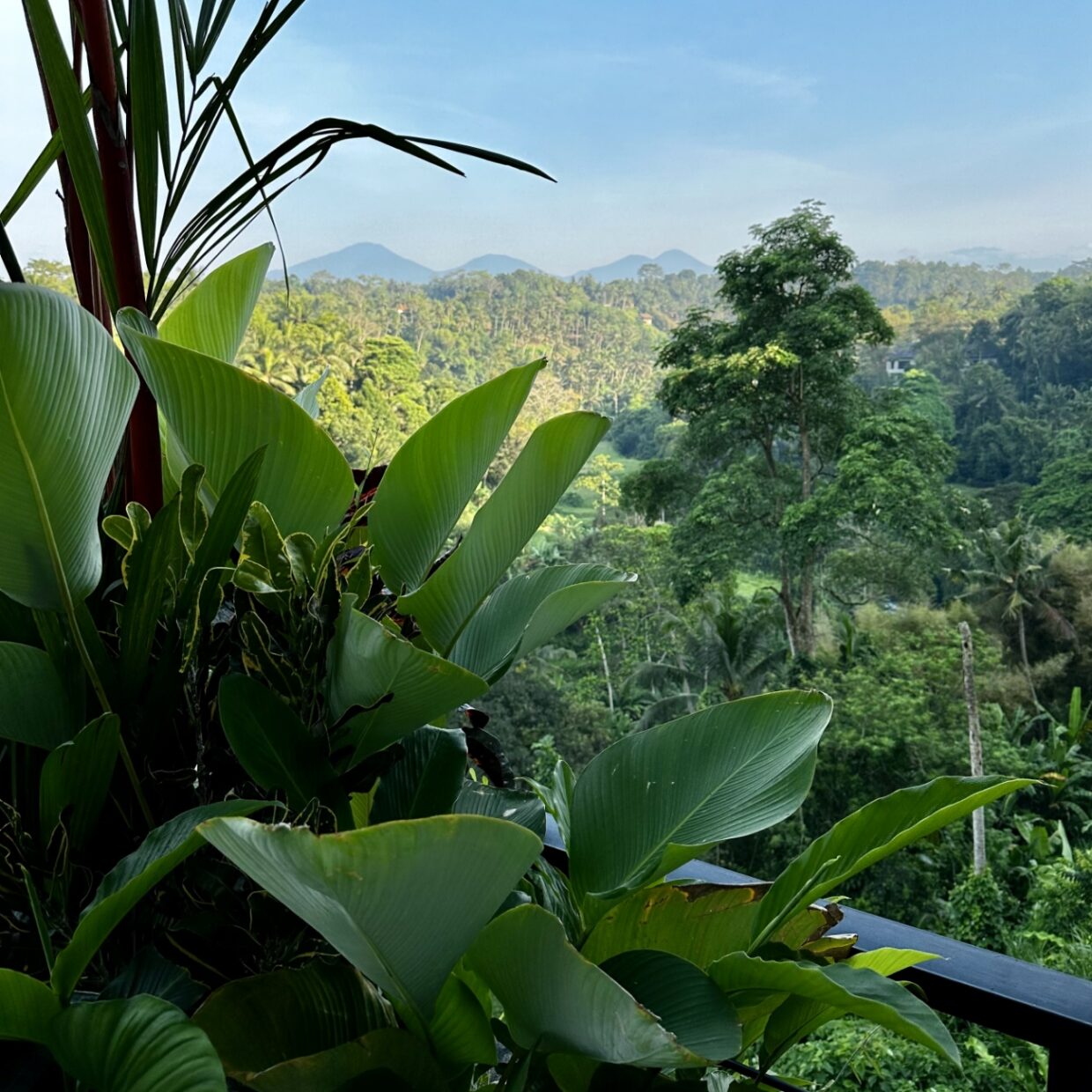 scenery1